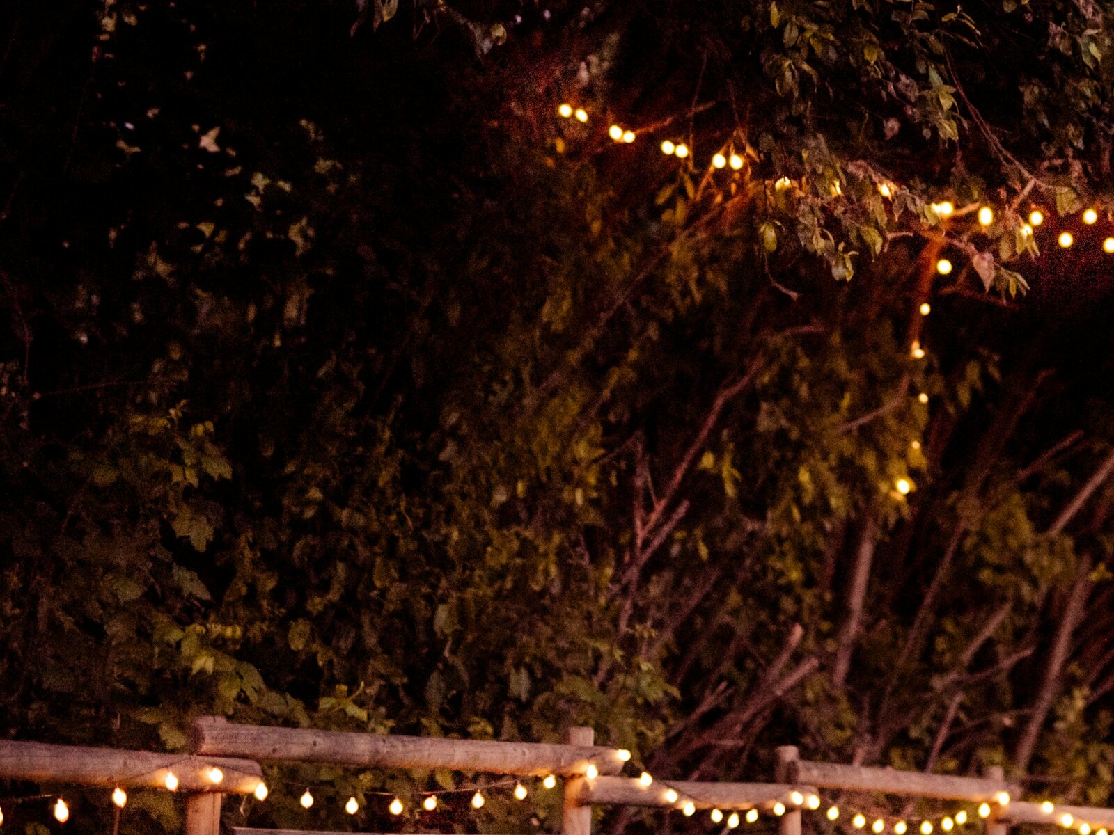 String lights over a garden in the evening